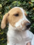 Cachorro raça SRD-ViraLata idade 2 a 6 meses nome Sem Nome 