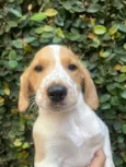 Cachorro raça SRD-ViraLata idade 2 a 6 meses nome Sem Nome 