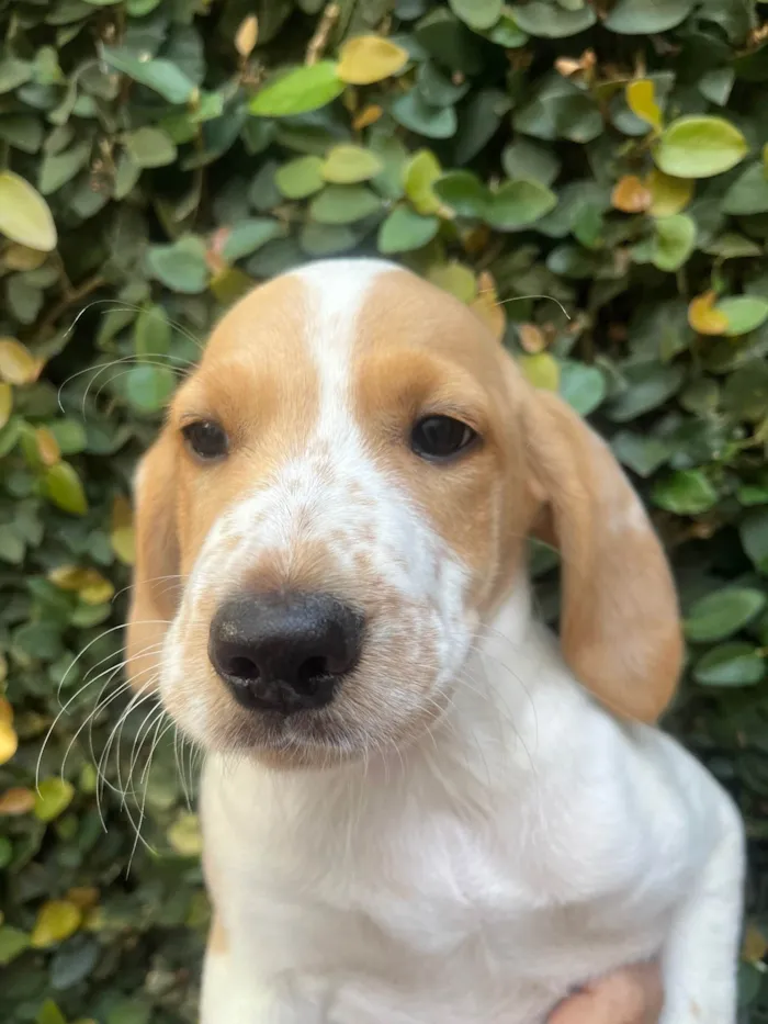 Cachorro raça SRD-ViraLata idade 2 a 6 meses nome Sem Nome 