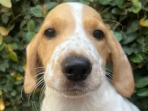 Cachorro raça SRD-ViraLata idade 2 a 6 meses nome Sem Nome 