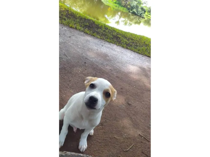 Cachorro ra a SRD-ViraLata idade 2 a 6 meses nome Billy