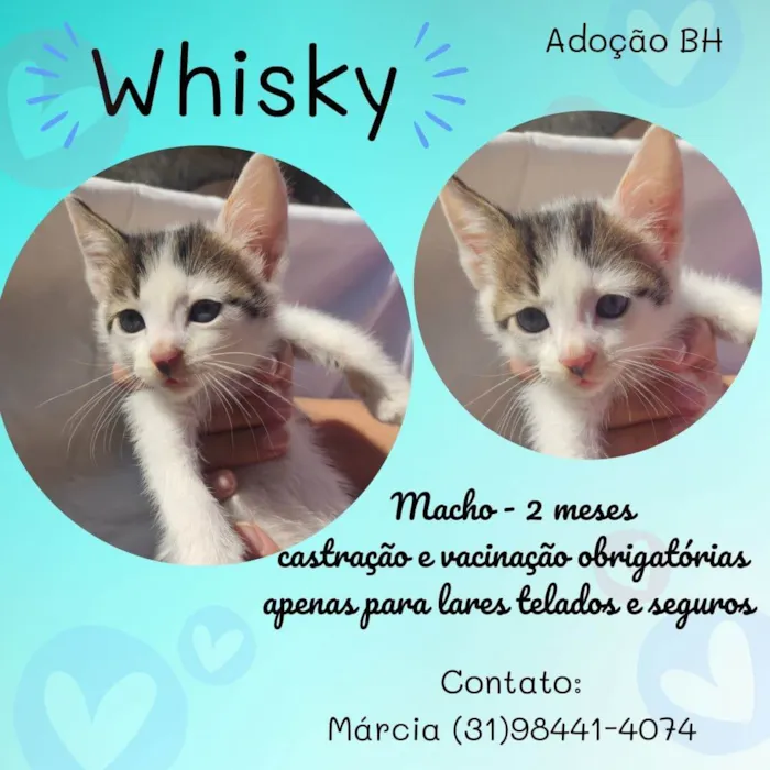 Gato raça R idade Abaixo de 2 meses nome Whisky