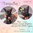 Tequila