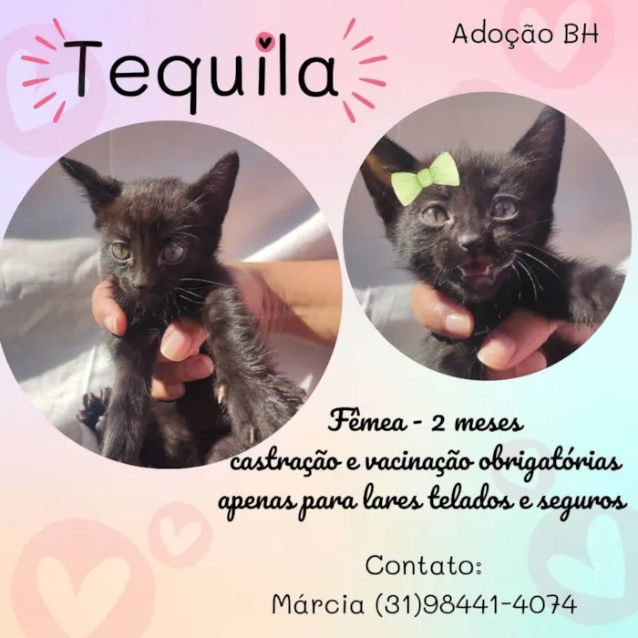 Gato raça  idade Abaixo de 2 meses nome Tequila