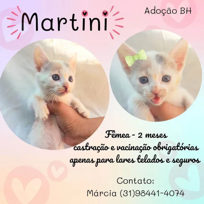 Gato raça  idade Abaixo de 2 meses nome Martini