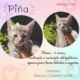 Pina