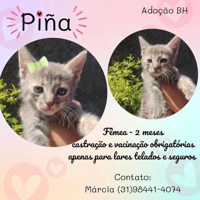 Gato raça  idade Abaixo de 2 meses nome Pina