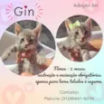 Gin