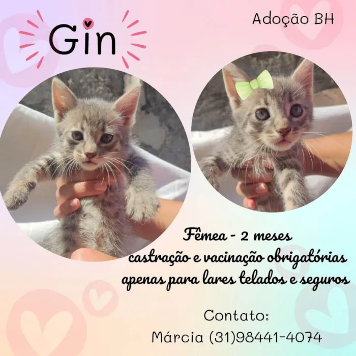 Gato raça SRD idade Abaixo de 2 meses nome Gin