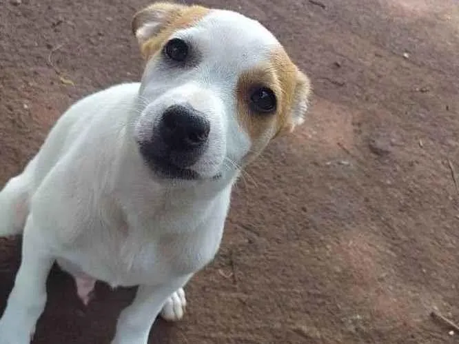 Cachorro ra a SRD-ViraLata idade 2 a 6 meses nome Billy