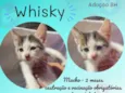 Whisky