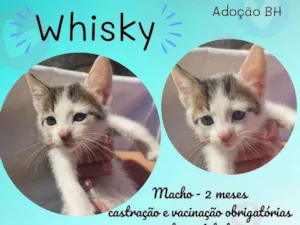 Gato raça R idade Abaixo de 2 meses nome Whisky
