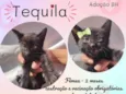 Tequila