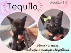Gato raça  idade Abaixo de 2 meses nome Tequila