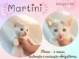 Martini