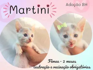 Gato raça  idade Abaixo de 2 meses nome Martini