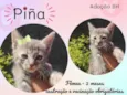 Pina
