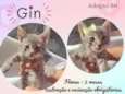 Gin