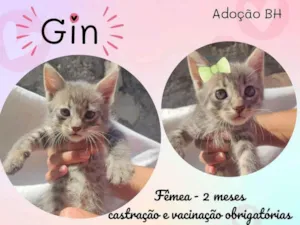 Gato raça SRD idade Abaixo de 2 meses nome Gin