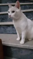 Branquinho