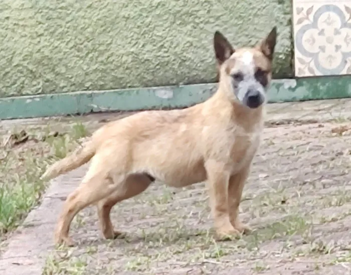 Cachorro ra a Boiadeiro Australiano idade 2 a 6 meses nome Rauf 