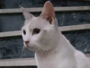 Gato raça SRD-ViraLata idade 1 ano nome Branquinho 