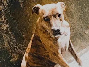 Cachorro raça Pit-Bull idade 1 ano nome Responde por Penelope