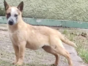 Cachorro raça Boiadeiro Australiano idade 2 a 6 meses nome Rauf 