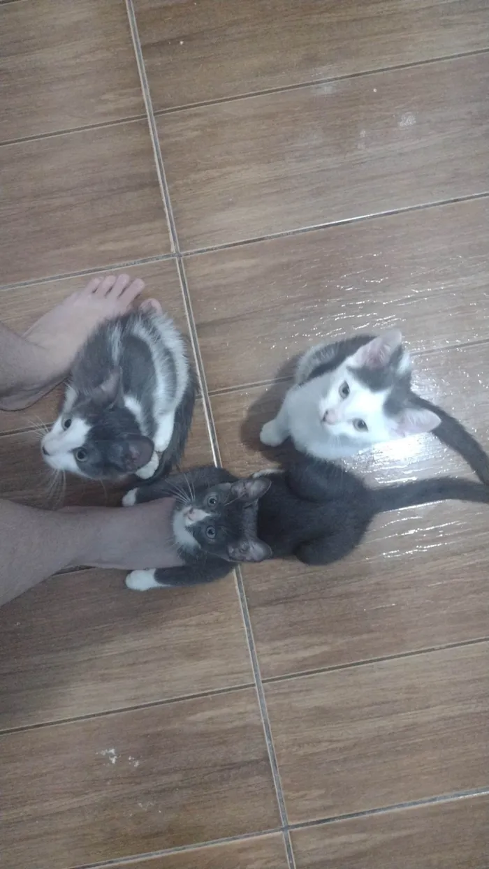 Gato ra a SRD-ViraLata idade 2 a 6 meses nome Gatinhos