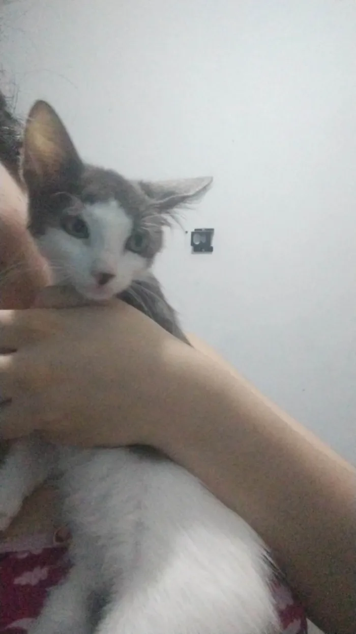 Gato ra a SRD-ViraLata idade 2 a 6 meses nome Gatinhos