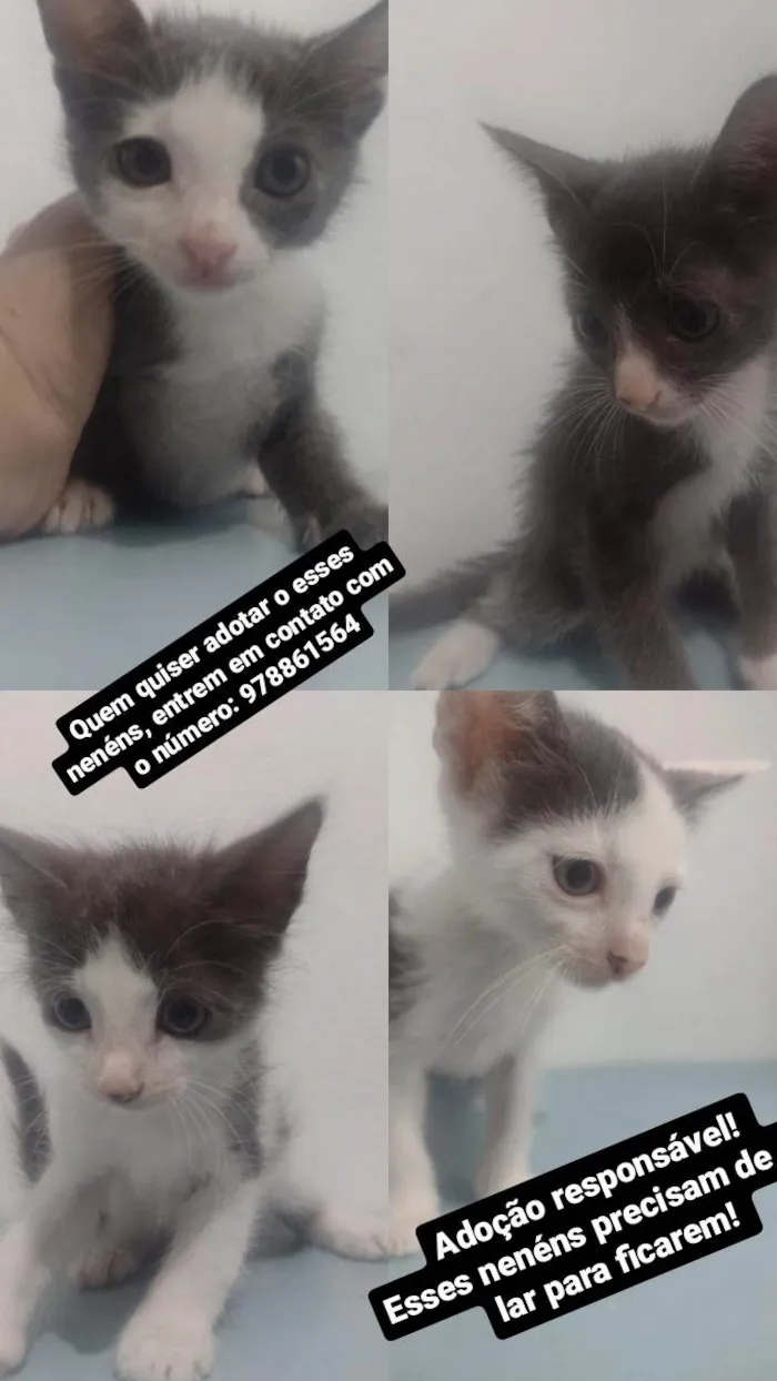 Gato ra a SRD-ViraLata idade 2 a 6 meses nome Gatinhos