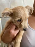 Cachorro raça SRD-ViraLata idade 2 a 6 meses nome Sol 