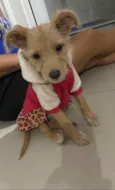 Cachorro raça SRD-ViraLata idade 2 a 6 meses nome Sol 