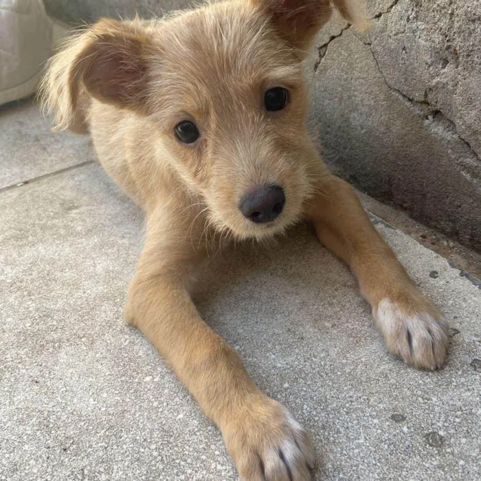 Cachorro raça SRD-ViraLata idade 2 a 6 meses nome Sol 