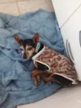 Cachorro raça Pinscher idade 6 ou mais anos nome Dudu - Pinscher 