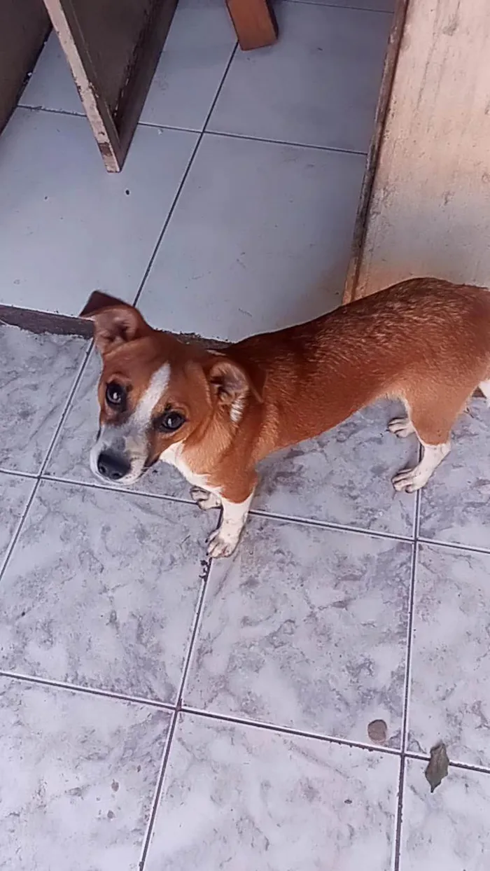 Cachorro ra a Viralata idade 2 a 6 meses nome Sem nome 