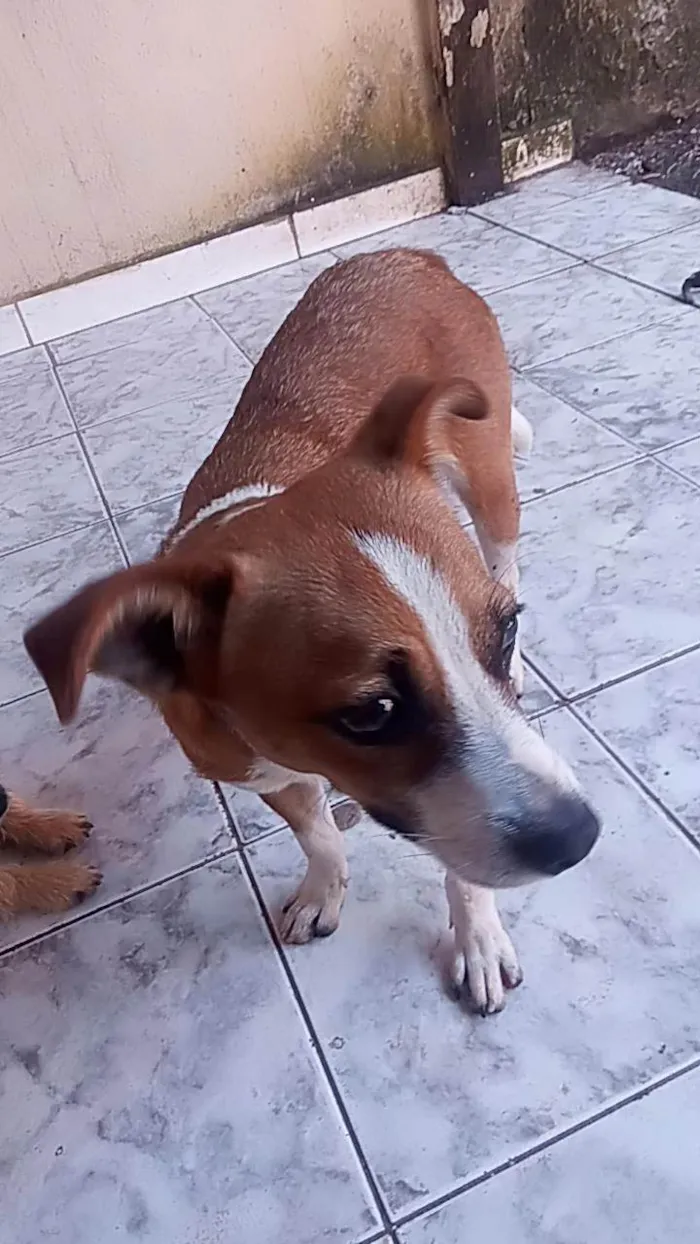 Cachorro ra a Viralata idade 2 a 6 meses nome Sem nome 