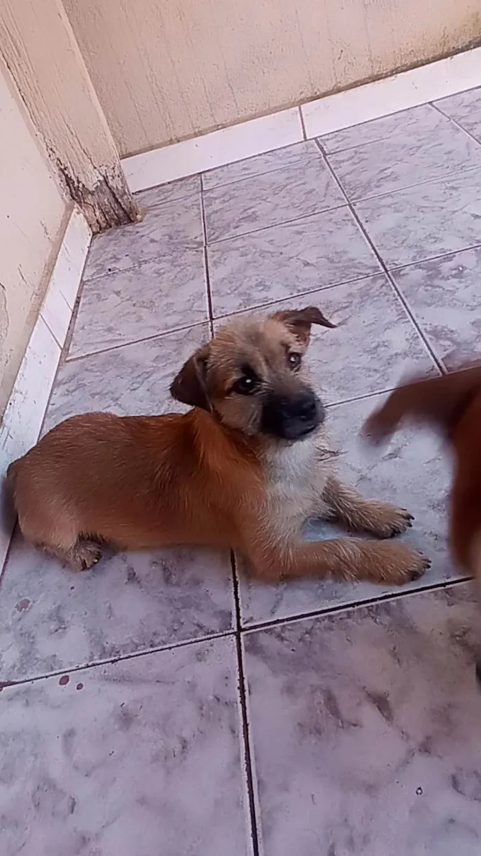 Cachorro ra a Viralata idade 2 a 6 meses nome Sem nome 