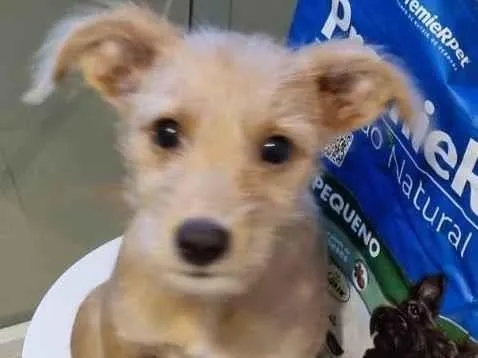 Cachorro raça SRD-ViraLata idade 2 a 6 meses nome Sol 