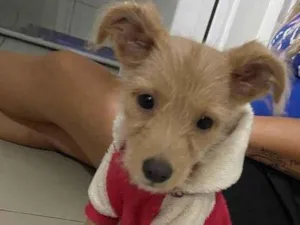 Cachorro raça SRD-ViraLata idade 2 a 6 meses nome Sol 