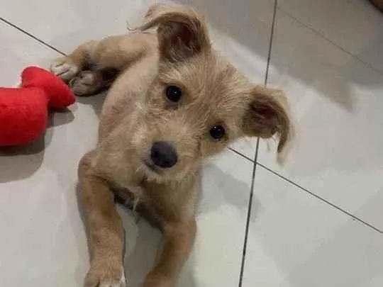 Cachorro raça SRD-ViraLata idade  nome Sol 