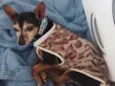 Cachorro raça Pinscher idade 6 ou mais anos nome Dudu - Pinscher 