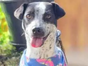 Cachorro ra a SRD idade 1 ano nome KIANA