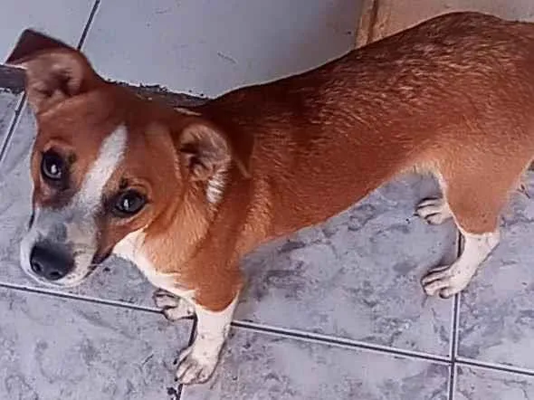 Cachorro ra a Viralata idade 2 a 6 meses nome Sem nome 