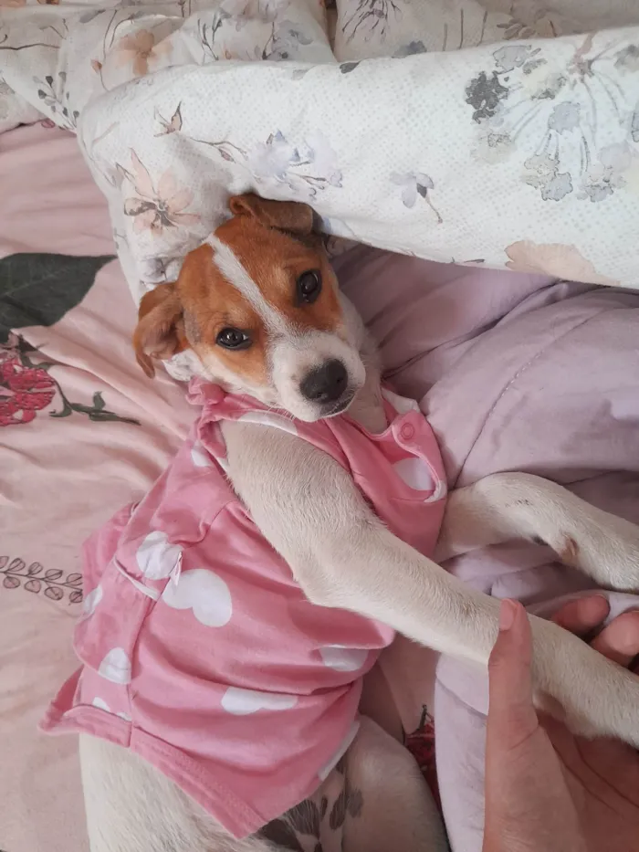 Cachorro ra a SRD-ViraLata idade 2 anos nome Alice