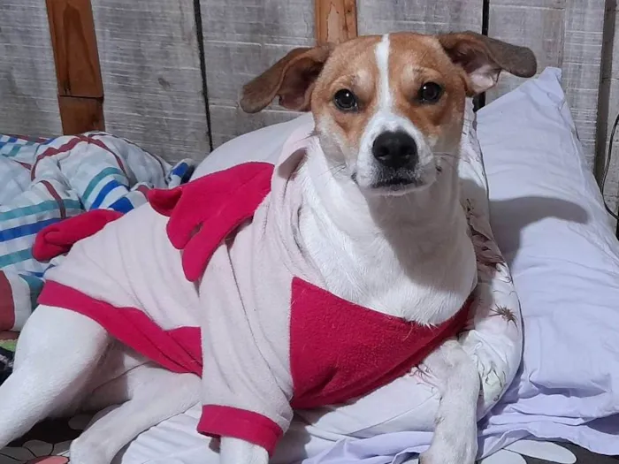 Cachorro ra a SRD-ViraLata idade 2 anos nome Alice