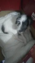 Chorão