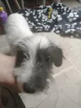 Chorão