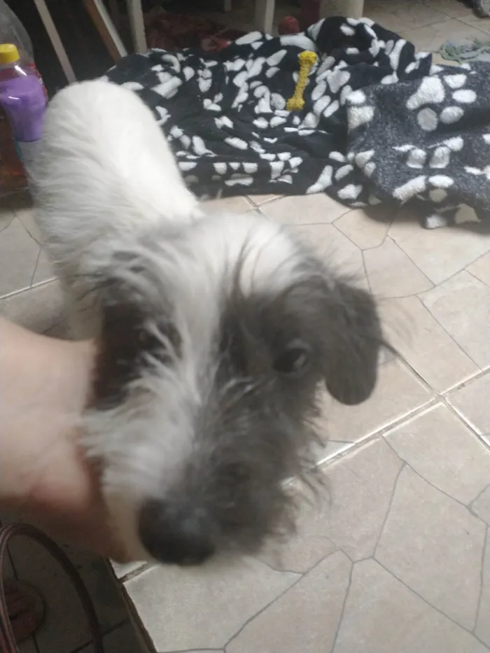 Cachorro ra a Vira lata idade 2 a 6 meses nome Chorão