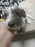Chorão